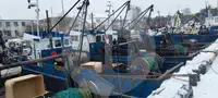 Buque transportador de peces vivos en venta