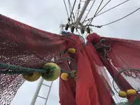 Arrastrero en venta