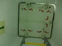 Buque granelero en venta