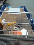Remolcador en venta