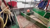 Buque transportador de peces vivos en venta