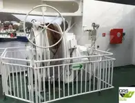 Buque RoPax en venta