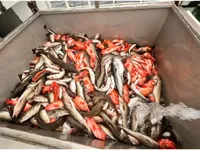 Buque de ferry en venta