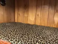 Arrastrero en venta