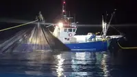 Arrastrero en venta