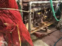 Arrastrero en venta