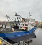 Portador de peces vivos en venta