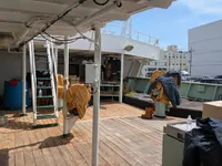 Palangrero en venta