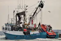 Arrastrero de cerco en venta
