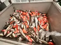 Arrastrero de pesca en venta